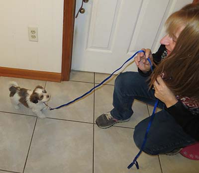 training puppy